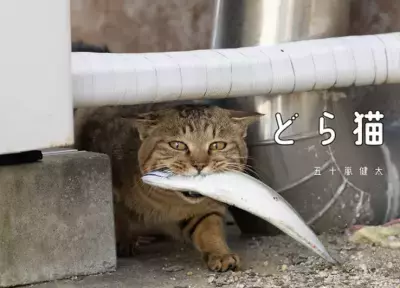 猫が魚をくわえた写真集「どら猫」が10月19日に発売
