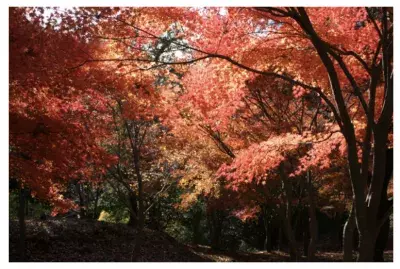 秋の伊東で紅葉を楽しもう！一碧湖＆丸山公園の紅葉が12月上旬見頃に