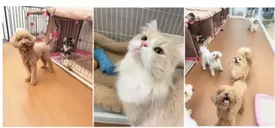 ブリーディングを卒業した犬・猫とのマッチング専門店 「パートナープラス八事店」愛知県名古屋市に3月1日(水)オープン