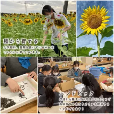 取手市×SDGs×取手聖徳女子高「ひまわりプロジェクト」で誕生『ひまわリップ 保湿リップバーム』がふるさと納税の返礼品に！