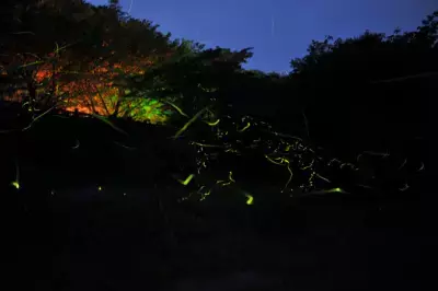 静岡県伊東市で幻想的なほたる舞う風景に出会える！丸山公園と松川湖で「ほたる観賞会」を6/3～6/11に開催！