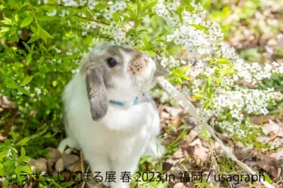 過去最大55組のクリエイターが競演する「うさぎしんぼる展 春 2023」3月18日～4月9日開催