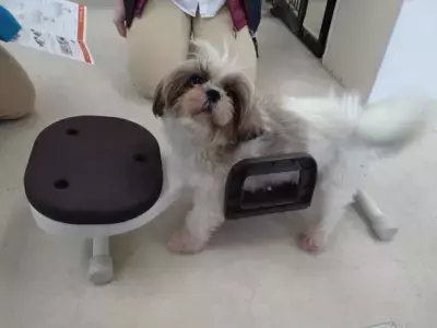 下肢の弱いワンちゃんの体を支えて安心トリミング、シャンプーやカットの一人作業を補助できる「リラたっち」新発売