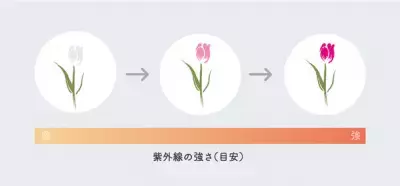 毎日を彩る晴雨兼用傘「彩傘(いろかさ)」が再入荷！ 熱中症予防をしながら傘もメイクアップしてお出かけ