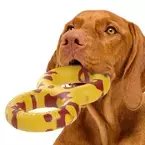 可愛くて壊れにくい！愛犬用天然ゴム製のおもちゃ「GOUGHNUTS＜ゴーナッツ＞」アメリカより輸入販売を開始