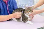 猫の不治の病「FIP」にヒトの新型コロナウイルスの薬で治癒の可能性！ 米国獣医内科学学会紙に論文掲載