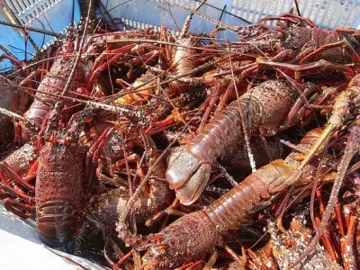 伊豆・河津町で『伊勢海老』漁業体験のモニタープログラムを開催！参加者を11月10日まで募集