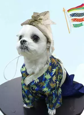 SNSでも話題沸騰中！端午の節句に向けた「袴風ペットウェア＆ペット用カブト」を販売開始