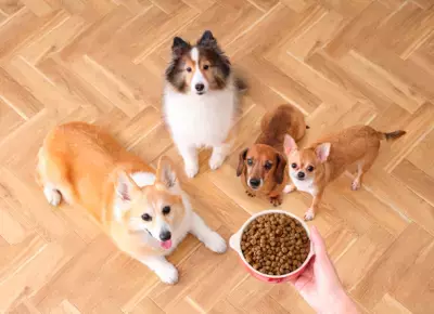 シニア犬向けドッグフードの新商品！高たんぱく＆低脂質の「ハイプロテインレシピ リガロ」から 「ホワイトフィッシュ 7歳以上用」3月15日(水)発売