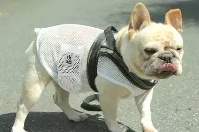 ペットの熱中症対策「空調ペット服 COOL DOG(R)」2023新コレクション発売！9Lまでサイズ展開追加