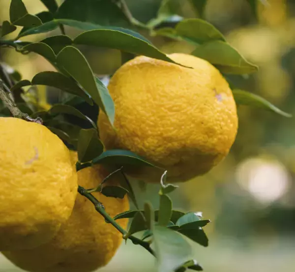 【SHIRO】香り高い上質なゆずを使った旬シリーズを発売