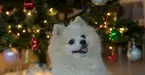 「愛犬と共に過ごしたい」仙台市のイタリアンレストランパリンカが12月23日、25日に愛犬と共に過ごせるクリスマス企画を開催