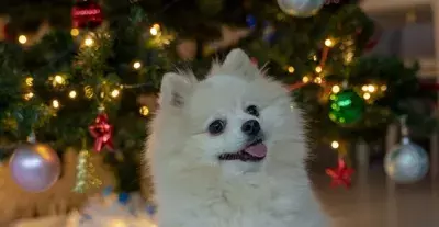 「愛犬と共に過ごしたい」仙台市のイタリアンレストランパリンカが12月23日、25日に愛犬と共に過ごせるクリスマス企画を開催