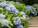 京都洛北『花宝苑』11種類11,000株の「あじさい園」を6月に公開！ 6月4日(日)には開園記念ジャズコンサートも
