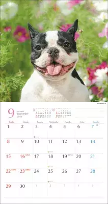 2024年版「鼻ペチャ犬カレンダー」新発売！ 10月初旬より全国の書店・ネットショップで販売開始