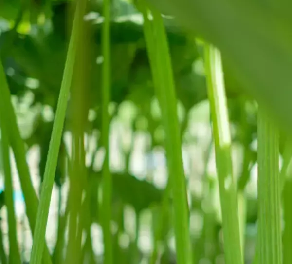 敏感肌の救世主！SHIROから「ふき」を使ったスキンケアアイテムが登場