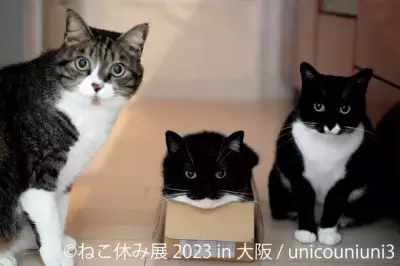 大人気イベント「ねこ休み展」1年ぶりの大阪上陸！新作展は大阪限定フォトスポット＆POP UP EVENTなど見逃せない祭典に♪ 10/26(木)～11/5(日) ルクア大阪で開催