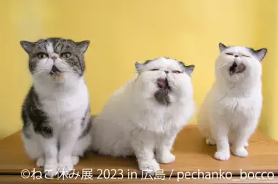 大人気「ねこ休み展」新作展が3/10(金)～開催！クリエイターコラボ企画や新スター猫登場で癒しの作品大集結♪