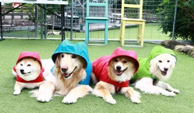 愛犬の「楽しい雨の日散歩」キャンペーン5月31日まで開催！デロリアンズの犬用レインコートでお散歩中の写真・動画を大募集