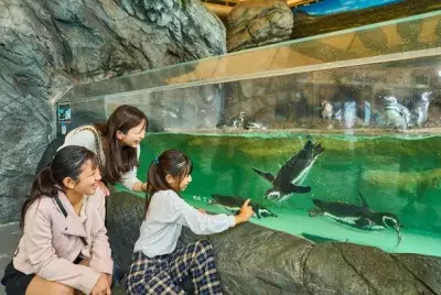 しながわ水族館にマゼランペンギンの赤ちゃんが誕生！愛称投票キャンペーンを6月24日(土)～7月10日(月)期間限定開催