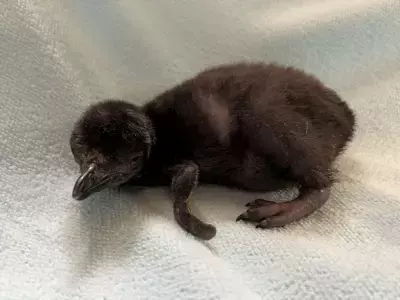 しながわ水族館にマゼランペンギンの赤ちゃんが誕生！愛称投票キャンペーンを6月24日(土)～7月10日(月)期間限定開催