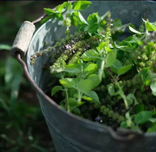 旬の素材を肌や髪に！SHIROがホーリーバジルのオイルインフェイスミストを発売