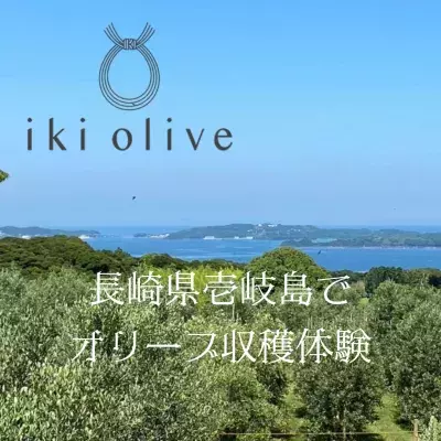 長崎県壱岐島にある壱岐オリーブ園にて 2024年10月10日よりオリーブの収穫体験を開催！搾りたてオリーブオイル(無濾過)の試飲も体験可能