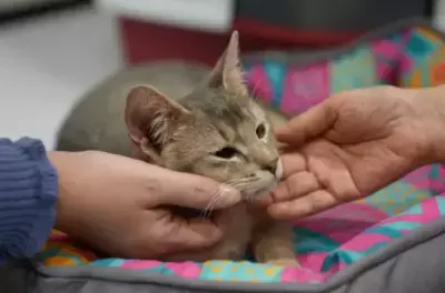 かわいい猫ちゃんたちと触れ合えるイベント「ニャンニャンパーク」 in　MARK IS　みなとみらい5F　特設会場　開催決定！