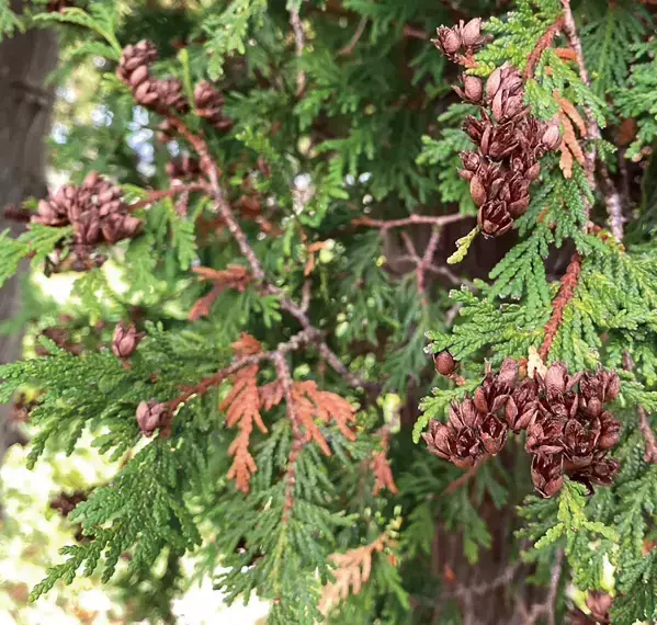 【SHIRO】森林生まれの素材に香りをまとわせたフレグランスポプリを発売