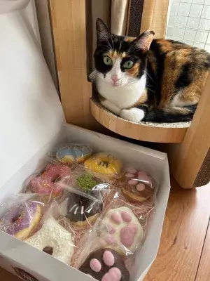 “SIUNAUS SWEETS × 猫の森”がスイーツでコラボ！ 猫・肉球型のかわいい「猫の森ドーナツBOX」の予約販売開始　 ～売上の20％は猫の森「保護猫」の活動費に～