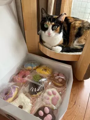 “SIUNAUS SWEETS × 猫の森”がスイーツでコラボ！ 猫・肉球型のかわいい「猫の森ドーナツBOX」の予約販売開始　 ～売上の20％は猫の森「保護猫」の活動費に～