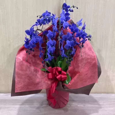 世界初の青色コチョウラン「Blue Gene」西日本で本格販売開始！ 石原産業が17年の歳月をかけて実現した希少品種