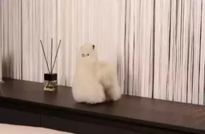 「幸せを運ぶアルパカ」が新生活を応援！天然毛使用の “ぬいぐるみ”などが25％OFFになるキャンペーンを開始