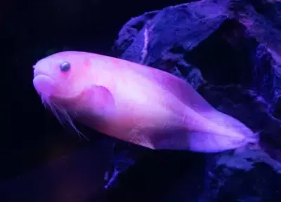 生きている深海生物に間近でふれる！学ぶ！ 「しな水の深海生物展2024～グソくんの深海ツアー～」開催