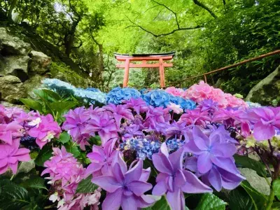 京都最大規模！花手水発祥の地「柳谷観音」にて 約5,000株が咲き誇る「あじさいウイーク」6/1～6/30まで開催