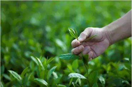 星野リゾート 界 霧島　新茶の季節に「霧島茶三昧滞在」提供