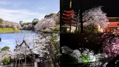 高齢者に優しい「お花見タクシー2024」が登場！ 東京都内の桜名所をユニバーサル車両で巡る