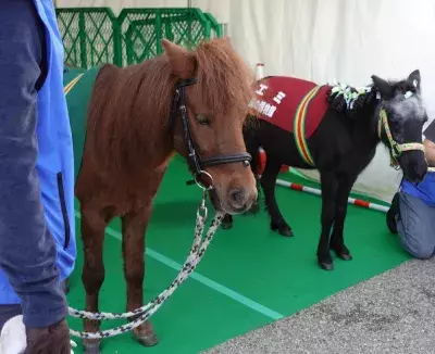 獣医師の仕事について知る！動物とふれあう！動物同伴OKイベント 「2024動物感謝デー in JAPAN “World Veterinary Day”」 2024年9月21日(土)開催