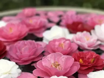 通常非公開の尼門跡寺院 京都・霊鑑寺～椿が咲き誇る庭園や書院を特別公開～