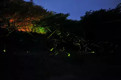 幻想的なホタル舞う風景を楽しめる「ほたる観賞会」 “ほたるの名所”静岡県の丸山公園と松川湖で6月1日から開催