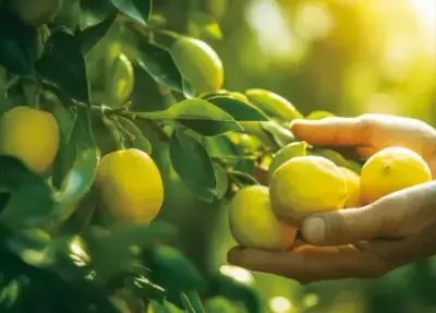 暑さのなかでもさわやか、ひんやり、快適。松山油脂『リーフ＆ボタニクス』春夏限定ボディケア「レモンライム」 2024年3月13日(水)新発売