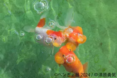 一瞬の美を切り取った“ペンギン×金魚”納涼アートが集結 　「ペンぎょ展」6/28(金)～開催、数量限定の来場者特典も！