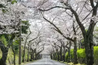 伊東市に桜のトンネル出現　春の訪れ 3月23日～4月7日まで「さくらの里夜桜観賞会」を開催！