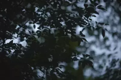 ボーテデュサエよりライフスタイルブランド「FOREIGE」が誕生！廃棄されるクロモジを利用した健康、美容、睡眠に役立つ製品を展開