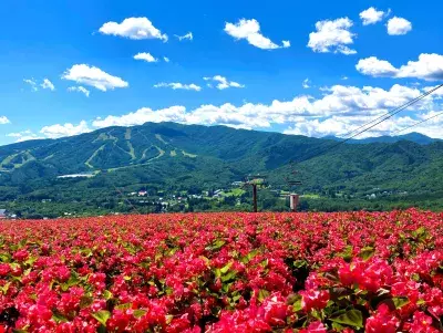 岐阜県郡上市の高原リゾート「ひるがのピクニックガーデン」 今年もオープン　1万5千株のベゴニアが見頃！ フォトスポット「イロドリこみち」には新シリーズ登場