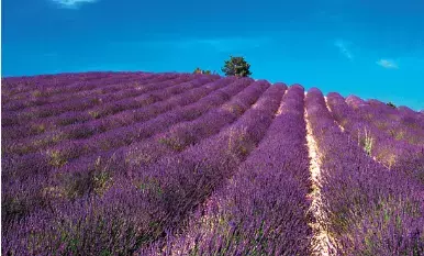 【生活の木】ラベンダーがテーマのイベントを北海道札幌市で開催