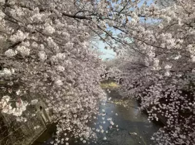 東京・町田市で「2024町田さくらまつりウィーク」を 2024年3月16日(土)から3月31日(日)まで開催！地域のさくらとイベントをぐるっと散策しよう！