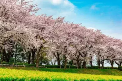 東京・町田市で「2024町田さくらまつりウィーク」を 2024年3月16日(土)から3月31日(日)まで開催！地域のさくらとイベントをぐるっと散策しよう！