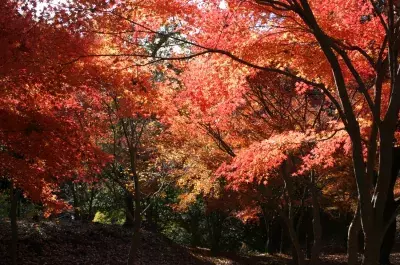 秋の伊東で紅葉を楽しもう！ 一碧湖＆丸山公園の紅葉が12月上旬見頃に