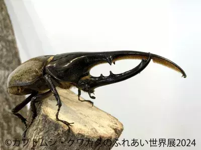 レア種が多数登場！「カブトムシ・クワガタのふれあい世界展」 7/26～開催、かわいすぎる「まるっと小動物展 2024」も併設